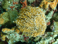 Euphyllia glabrescens