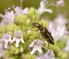 Oedemera barbara