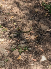 Erythrolamprus poecilogyrus