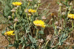 Reichardia tingitana