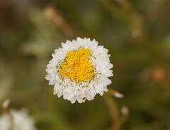 Polycalymma stuartii