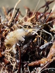 Bellorchestia quoyana