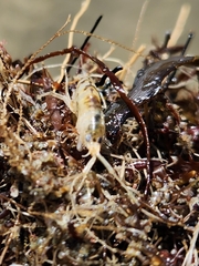 Bellorchestia quoyana