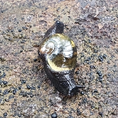 Helicarion cuvieri