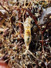 Bellorchestia quoyana