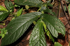 Elatostema reticulatum