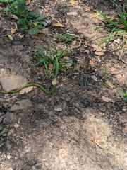 Erythrolamprus poecilogyrus