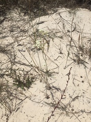 Dasispermum perennans