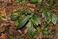 Elatostema reticulatum