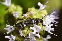 Stenopterus ater