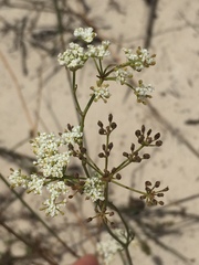 Dasispermum perennans