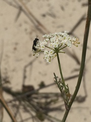 Dasispermum perennans