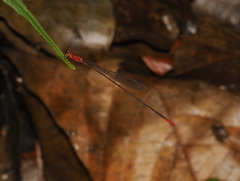 Teinobasis rufithorax