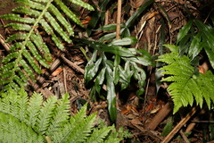 Blechnum patersonii