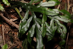 Blechnum patersonii