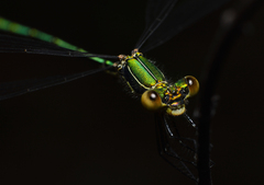 Chalcolestes viridis