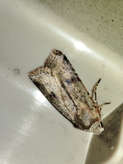 Cerastis faceta