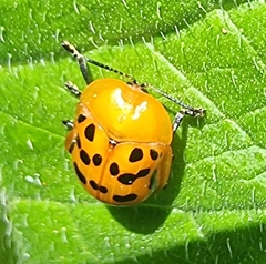 Conchyloctenia punctata