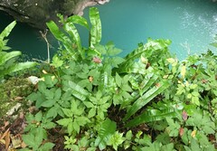 Asplenium scolopendrium scolopendrium