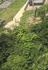 Ailanthus altissima