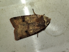 Cerastis faceta