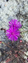 Lampranthus falcatus