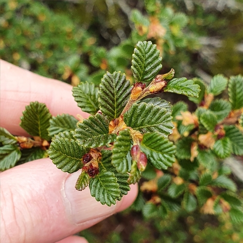 Nothofagus gunnii (Nothofagus gunnii)