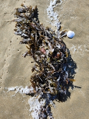 Carpophyllum maschalocarpum