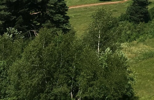 breza (Betula)