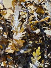 Carpophyllum maschalocarpum