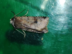 Cerastis faceta