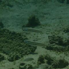 Valenciennea helsdingenii