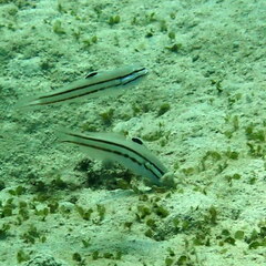 Valenciennea helsdingenii