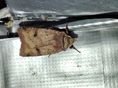 Cerastis faceta