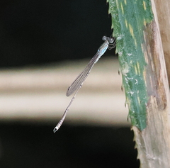 Indolestes tenuissimus