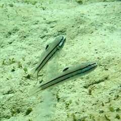 Valenciennea helsdingenii