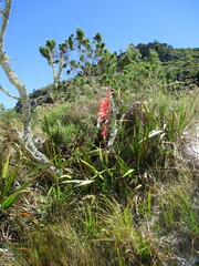 Watsonia tabularis