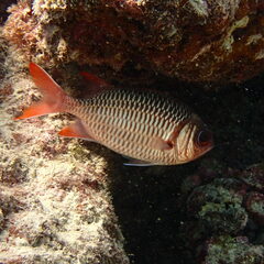 Myripristis violacea