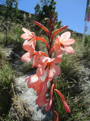 Watsonia tabularis