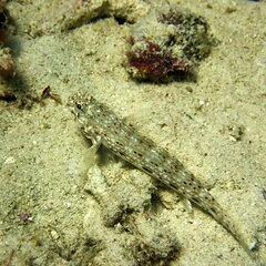 Istigobius decoratus
