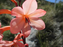 Watsonia tabularis