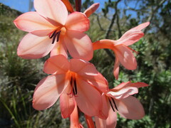 Watsonia tabularis