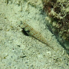 Amblyeleotris guttata