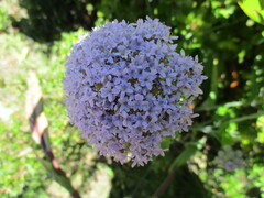 Pseudoselago serrata