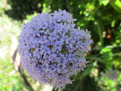 Pseudoselago serrata