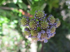 Pseudoselago serrata