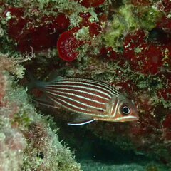 Sargocentron diadema