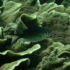 Chromis ternatensis