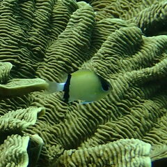 Pycnochromis retrofasciatus