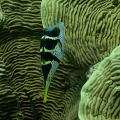 Canthigaster valentini
